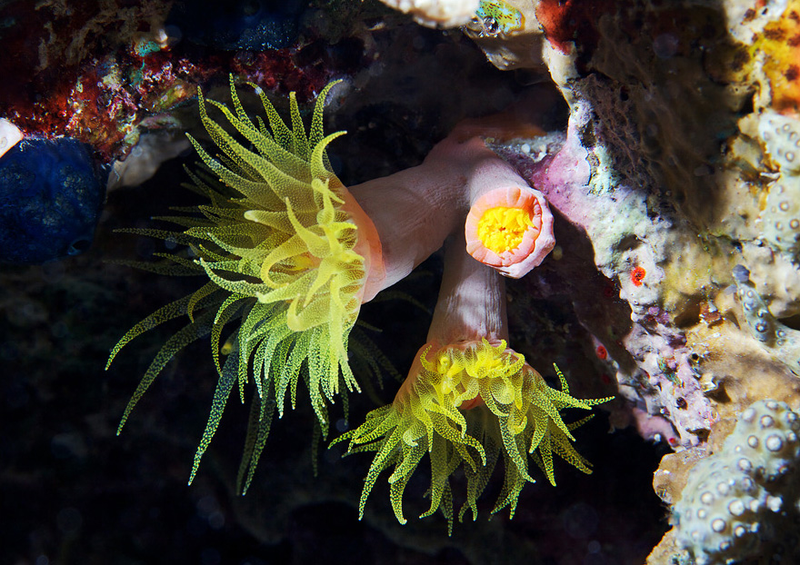 Illustration for article titled Perhaps the Most Beautiful Undersea Photography We've Ever Seen